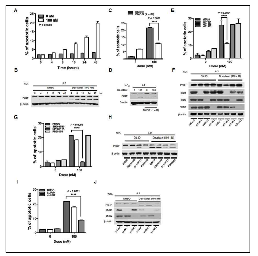 Docetaxel increases cancer cell death by JNK2/PHD1 signaling pathway under hypoxia