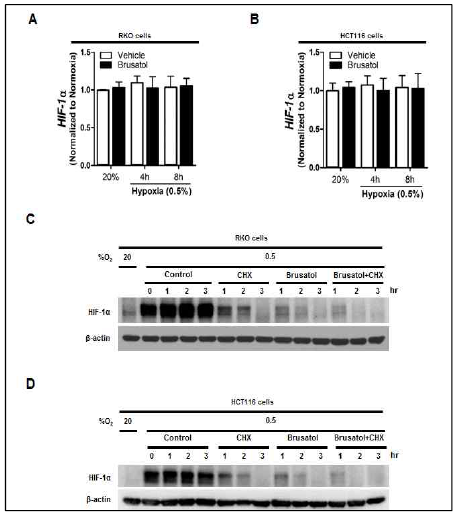 Brusatol decreases HIF-1α protein stability cancer cells under hypoxia