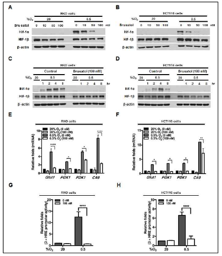 Effect of brusatol on HIF-1α expression and its transactivation