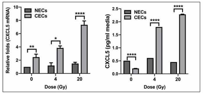 Expression and secretion of CXCL5 in normal and cancer endothelial cells isolated from colorectal cancer tissues treated with or without radiation (4 Gy or 20 Gy)