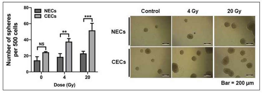 Effect of conditioned media of irradiated (4 or 20 Gy) cancer endothelial cells isolated from human colorectal cancer tissues on the generation of colorectal cancer stem cells