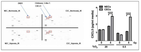 Secretion and expression of CXCL5 in normal and cancer endothelial cells isolated from head & neck cancer tissues treated with or without radiation (4 Gy) under normoxia and hypoxia