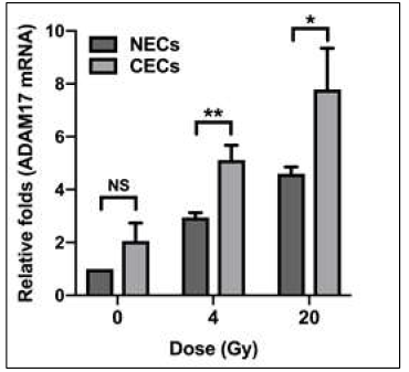 Expression and secretion of ADAM17 in normal and cancer endothelial cells isolated from colorectal cancer tissues treated with or without radiation (4 Gy or 20 Gy)