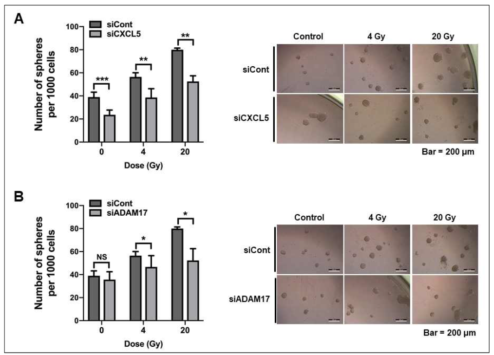 Effect of radiation (4 or 20 Gy)-induced CXCL5 and ADAM17 in cancer endothelial cells on generation of cancer stem cells