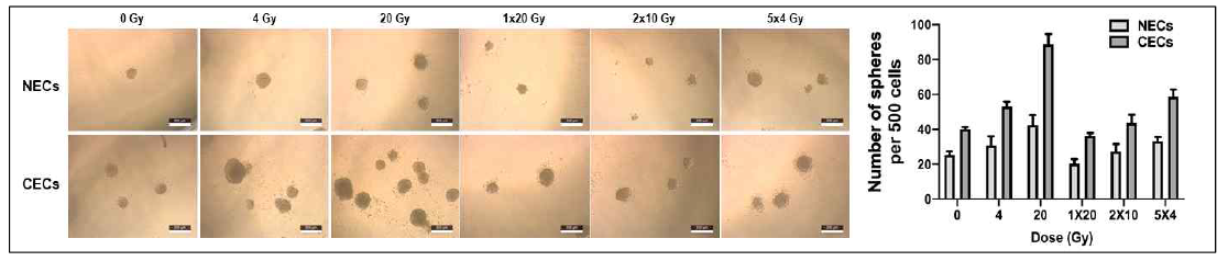 Effect of fractionated irradiation on the generation of cancer stem cells from colorectal cancer cells treated with the conditioned media of normal and cancer endothelial cells isolated normal and cancer tissues