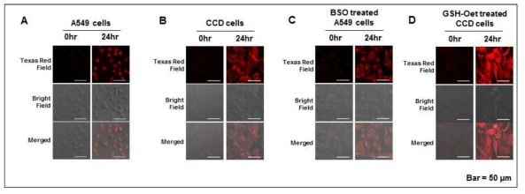 GSH-induced release of DOX from PEG-WCKGC-SS-Si in A549 and CCD cells