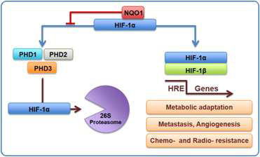 A proposed model illustrating the effect of NQO1 on HIF-1α