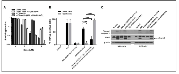 Effect of GSH-induced silica nanoparticles on cell death between CCD and A549 cells