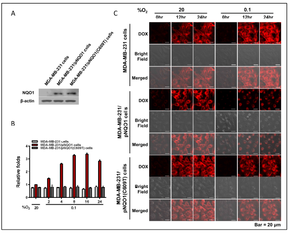 Effect of NQO1 for controling release of DOX from Si-Azo-CD-PEG in cancer cells under hypoxia