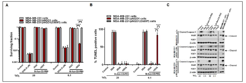 Pharmaceutical effect of Si-Azo-CD-PEG in MDA-MB-231, MDA-MB-231/pNQO1 and MDA-MB-231/pNQO1(C609T) cells under hypoxia