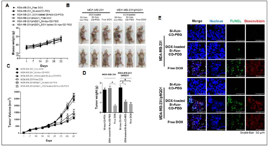 Pharmaceutical effect of Si-Azo-CD-PEG in MDA-MB-231, MDA-MB-231/pNQO1 and MDA-MB-231/pNQO1(C609T) tumors