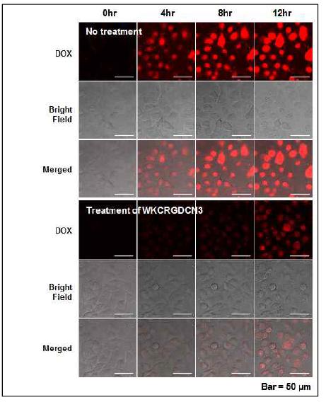 Integrin αvβ3-mediated cellular uptake and GSH-induced release of DOX from PEG-WKCRGDC-SS-Si in A549 cells