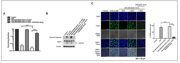 Pharmaceutical effect of PEG-WKCRGDC-SS-Si in A549 cells