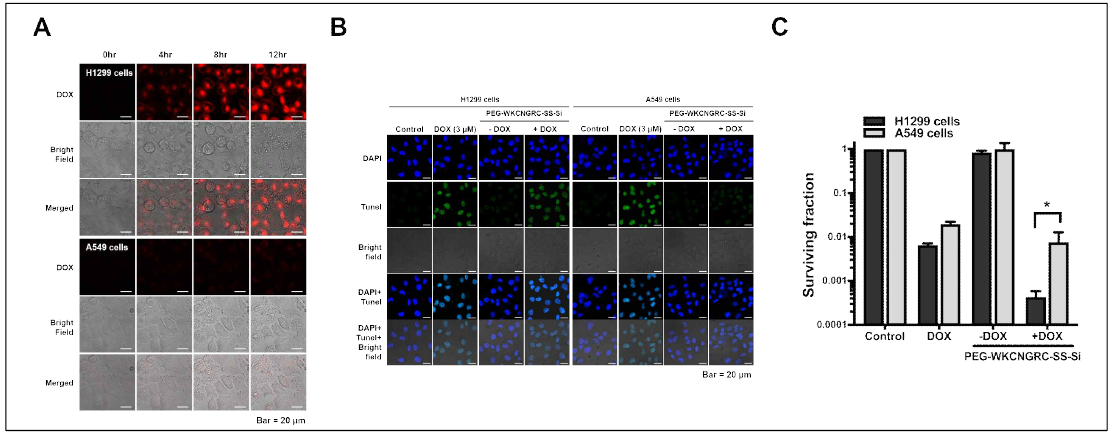 CD13-mediated cellular uptake pharmaceutical effect of PEG-WKCRGDC-SS-Si in A549 and H1299 cells