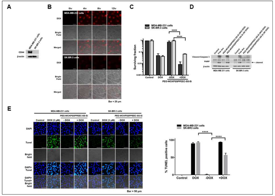 CD44-mediated cellular uptake pharmaceutical effect of PEG-WCKPSSPPEEC-MDA-MB-231 and SK-BR-3 cells