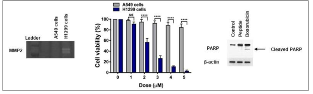 Anticancer effect of MMP2 targeting peptide in cancer cells