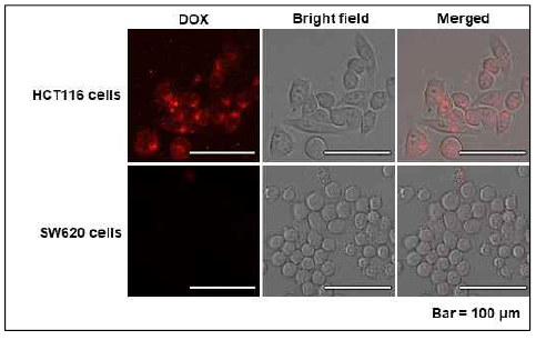 Cellular uptake of CD44V6 targeting silica nanoparticles in cancer cells