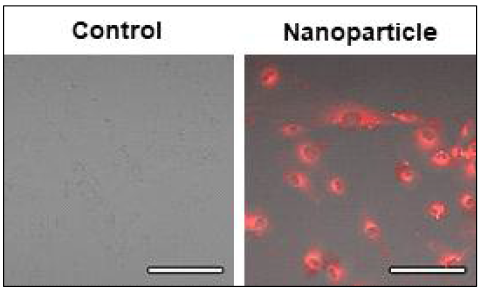 Cellular uptake of endothelial cell targeting silica nanoparticles in cancer endothelial cells