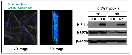 In vitro test of 3D nano fiber culture system