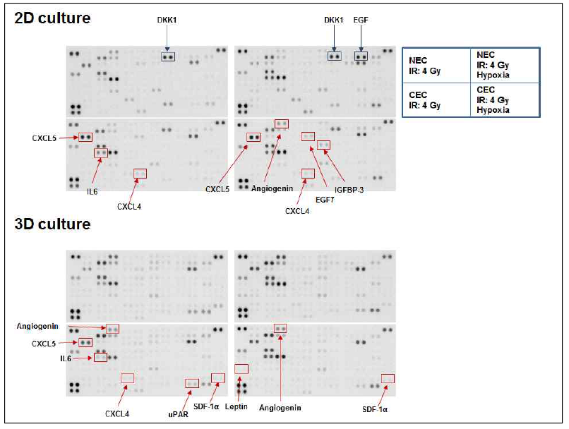 Radiation-induced cytokines of normal and cancer endothelial cells in 2D and 3D culture under normoxia and hypoxia