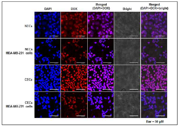 Pharmaceutical effect of nanocarrier for penetrating cancer endothelial cells and targeting cancer cells