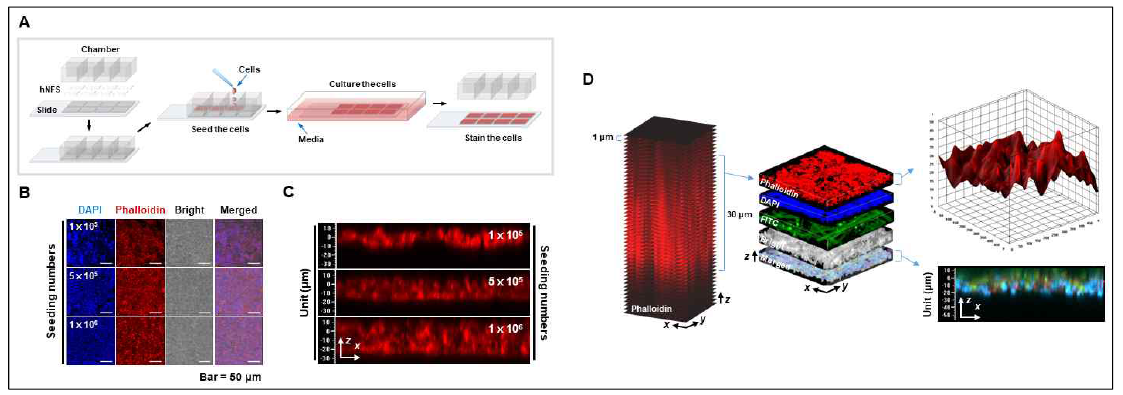 Characterization of cancer cells in single layer of PCL fiber culture system