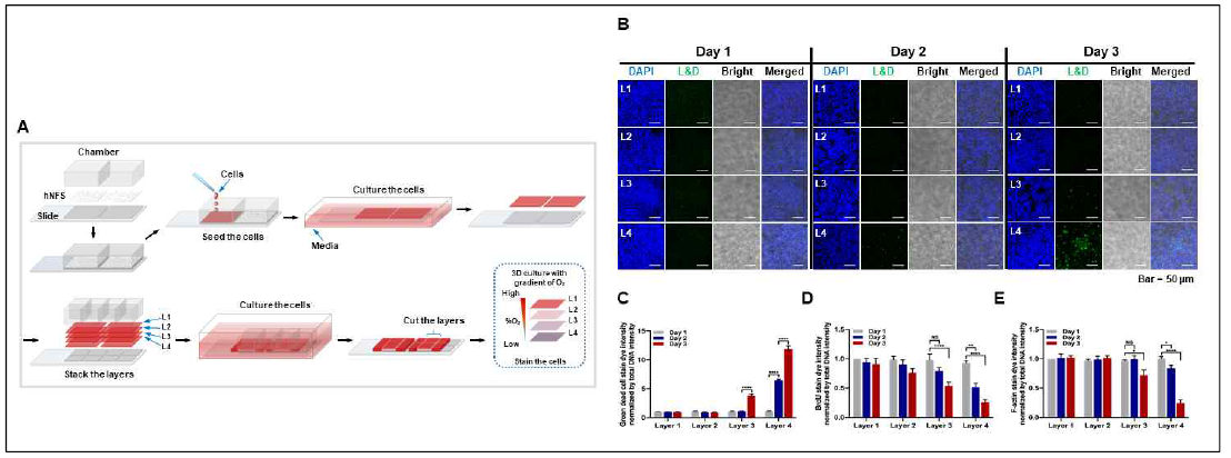 Characterization of cancer cells in multi-layer of PCL fiber culture system