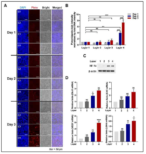 Analysis of HIF and its targe gene expression of cancer cells in multi-layer of PCL fiber culture system