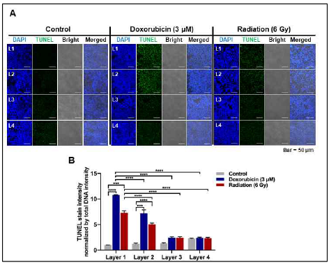 Application of multi-layer cell culture system of PCL fiber for bioassay