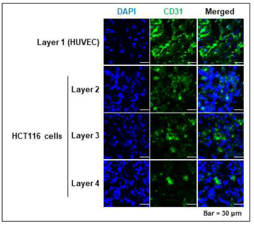 Analysis of angiogenic effect of endothelial cells in multi layer PCL fiber culture system