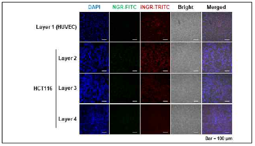 Analysis of tumor tissue penetration peptide in multi layer PCL fiber culture system