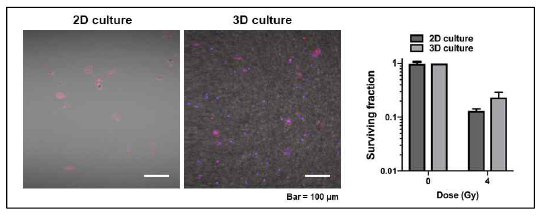 Analysis of utilization of PCL fiber culture system for individual patient treatment. indicates TRITC-phalloidin-labelled cancer cells