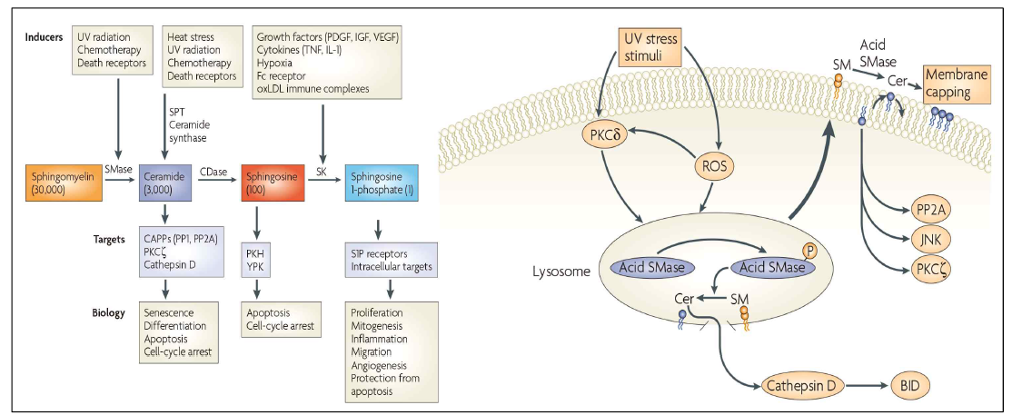 스핑고미엘린분해효소의 신호전달체계