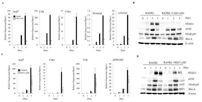 The effect STIM1 inhibitors reduce osteoclast specific marker gene expression. BMMs treated with M-CSF and RANKL for indicated time period with or with out CAI (A).The expression of TRAP. (Acp5 ), Cathepsin K (Ctsk ), Calcitonin receptor (Calcr ), v-ATPase (Atp6v0d2 ), and Dcstamp was examined by quantitative real-time PCR analyses. (B) Cell lysates was prepared from similar set of cells and subjected to western blot analyses. (C) . BMMs treated with M-CSF and RANKL with or with out SKF for the indicated time period. (D) Cell lysates was prepared from similarly treated cells and subjected to western blot analyses