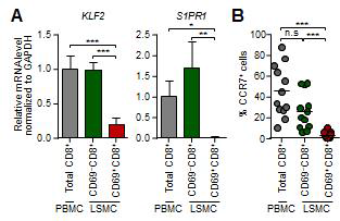 (A) Real-time quantitative PCR 로 분석한 각각의 CD8+ T 세포군에서의 KLF2 와 S1PR1 mRNA 발현 정도 (B) 유세포 분석기를 통해 분석한 각각의 CD8+ T 세포군에서 CCR7+ 세포의 분율