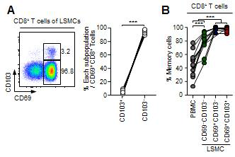 (A) CD8+ T 세포를 게이팅 한후에 CD69와 CD103 발현을 보여준 대표 그리과 CD69+CD8+ T 세포에서 분석한 CD103+ 와 CD103- 세포의 상대적 분율 (B) 유세포 분석기를 통해 분석한 각각의 CD8+ T 세포군에서 메모리 T 세포의 분율