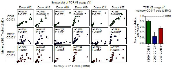 간내 CD69-CD103-CD8+ T 세포, CD69+CD103+CD8+ T 세포, CD69+CD103-CD8+ T 세포의 TCR Vβ 다양성의 패턴을 말초혈액의 CD8 T 세포와 비교 분석한 결과