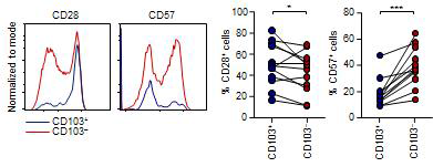 동일한 공여자 내에 CD69+CD8+ 조직 상주 T 세포 내 CD103-군 및 CD103+군에서 CD28+ 세포와 CD57+ 세포 비교