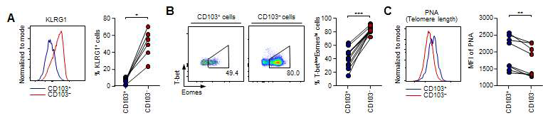 동일한 공여자 내에 CD69+CD8+ 조직 상주 T 세포 내 CD103-군 및 CD103+군에서 (A) KLRG1+ 세포와 (B) T-betlowEomeshi 세포, (C) telomere 길이 비교