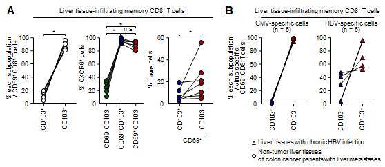 간 조직에서 분석한 (A) CD69+CD8+ T 세포내 CD103-군은 CD103+ 군의 분율 분석 및 각 군간 CXCR6+ 세포와 TEMRA 세포 비교 (B) CMV, HBV 특이적인 CD69+CD8+ T 세포에서 CD103-군은 CD103+군의 분율 분석