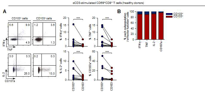 간내관류액에서 CD69+CD8+ T 세포를 분획 수득한 다음 항 CD3 항체와 항 CD28 항체로 6시간 자극을 주었음. (A) 각각의 기능을 보인 세포의 분율을 각 군마다 분석하였음. (IFN-γ, TNF, IL-2, CD107a) (B) 각각의 기능을 보인 세포 중 CD103-군은 CD103+군의 분율을 측정