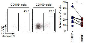 세포 사멸을 Annexin V 와 7-AAD 로 측정하였고, 각 군마다 사멸세포는 annexin V+ 세포로 측정하였음