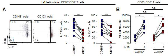 CD69+CD8+ T 세포군에서 IL-15 자극을 준 뒤에 유세포 분석기로 분석하였음. (A) CTV를 레이블화한 세포에 IL-15를 96시간 처리한 후 CTVlow 세포와 Ki-67+ 세포의 분율을 각 군마다 분석하였음. (B) 48시간 동안 IL-15 유무의 따른 NKG2D MFI 값을 각군마다 측정
