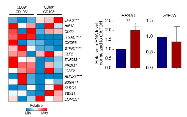 간내 관류액 및 말초혈액에서 각각 분리된 CD69+CD103-CD8+ T 세포 및 CD69+CD103-CD8+ T 세포를 real-time PCR로 분석하여 비교한 heatmap (좌) 및 EPAS1/HIF1A 발현량을 비교한 막대그래프 (우)