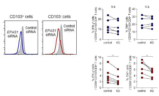 간내 관류액 T 세포군에서 EPAS1을 siRNA 로 knockdown 한 뒤 측정한 HIF-2α의 발현량 변화 및 CD3/CD28 자극 후 사이토카인 분비능의 차이 분석