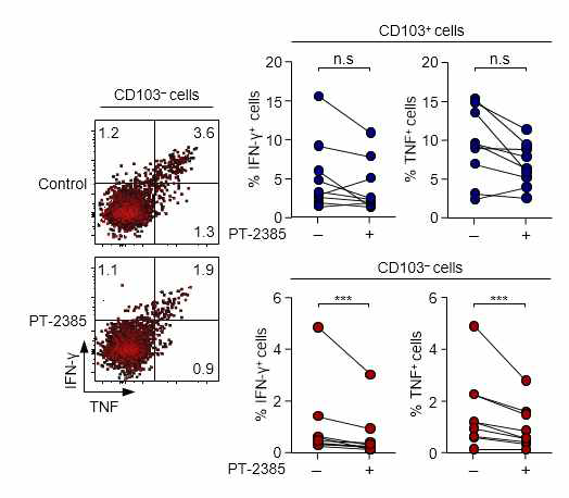 간내 관류액 T 세포를 CD3/CD28 자극 후 사이토카인 분비능의 PT-2385 처리 여부에 따른 차이