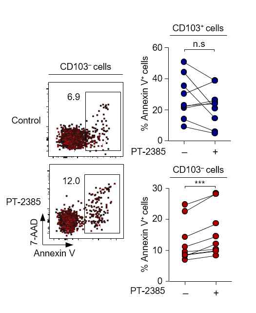 간내 관류액 T 세포를 CD3/CD28 자극 후 세포자의 PT-2385 처리 여부에 따른 차이