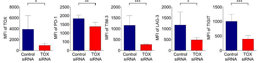 종양 침윤 CD8 T 세포에서 TOX siRNA를 사용하여 TOX를 knockdown 하였을 때 PD-1, TIM-3, LAG-3, TIGIT 의 단백질 변화량 측정
