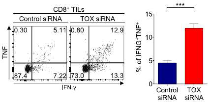 종양 침윤 CD8 T 세포에서 TOX siRNA를 사용하여 TOX knockdown 시, anti-CD3 자극에 의한 사이토카인 분비능 평가