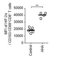 간내 CD69+CD103-CD8+ T 세포의 HIF-2 α 발현량, control 및 AHA (acute hepatitis A) 에서의 비교